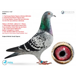 DV05536-21-487 - Aelfric - 1st Place Summer Race Final 2021 Romania (Sold for 22,000 euros)