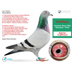 RO21-003603 - Princes Warrior - 2nd Place Final Summer Race 2021 Romania (Sold for 13,200 euros)
