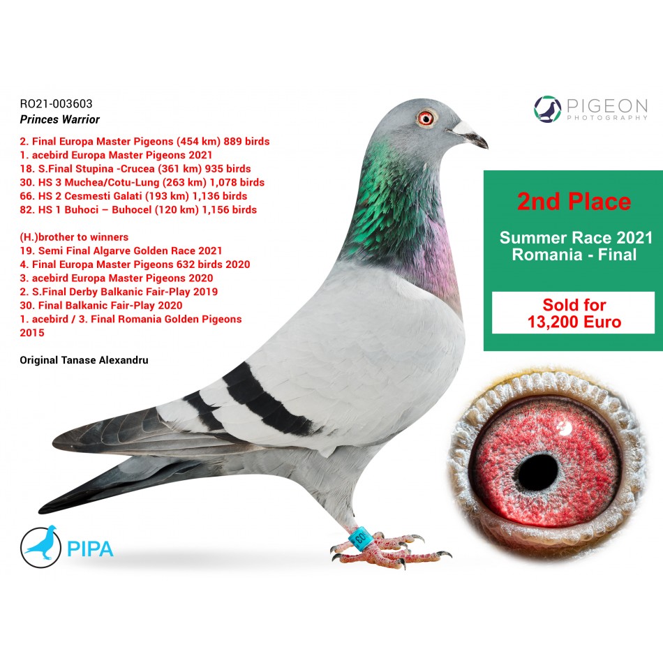 RO21-003603 - Princes Warrior - 2nd Place Final Summer Race 2021 Romania (Sold for 13,200 euros)